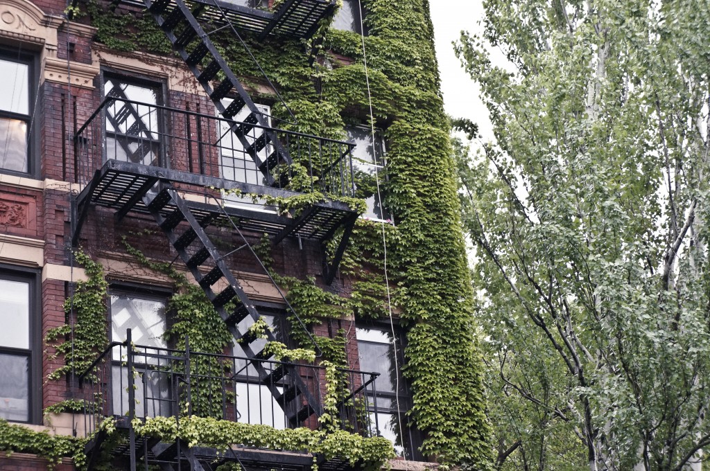 New York 5